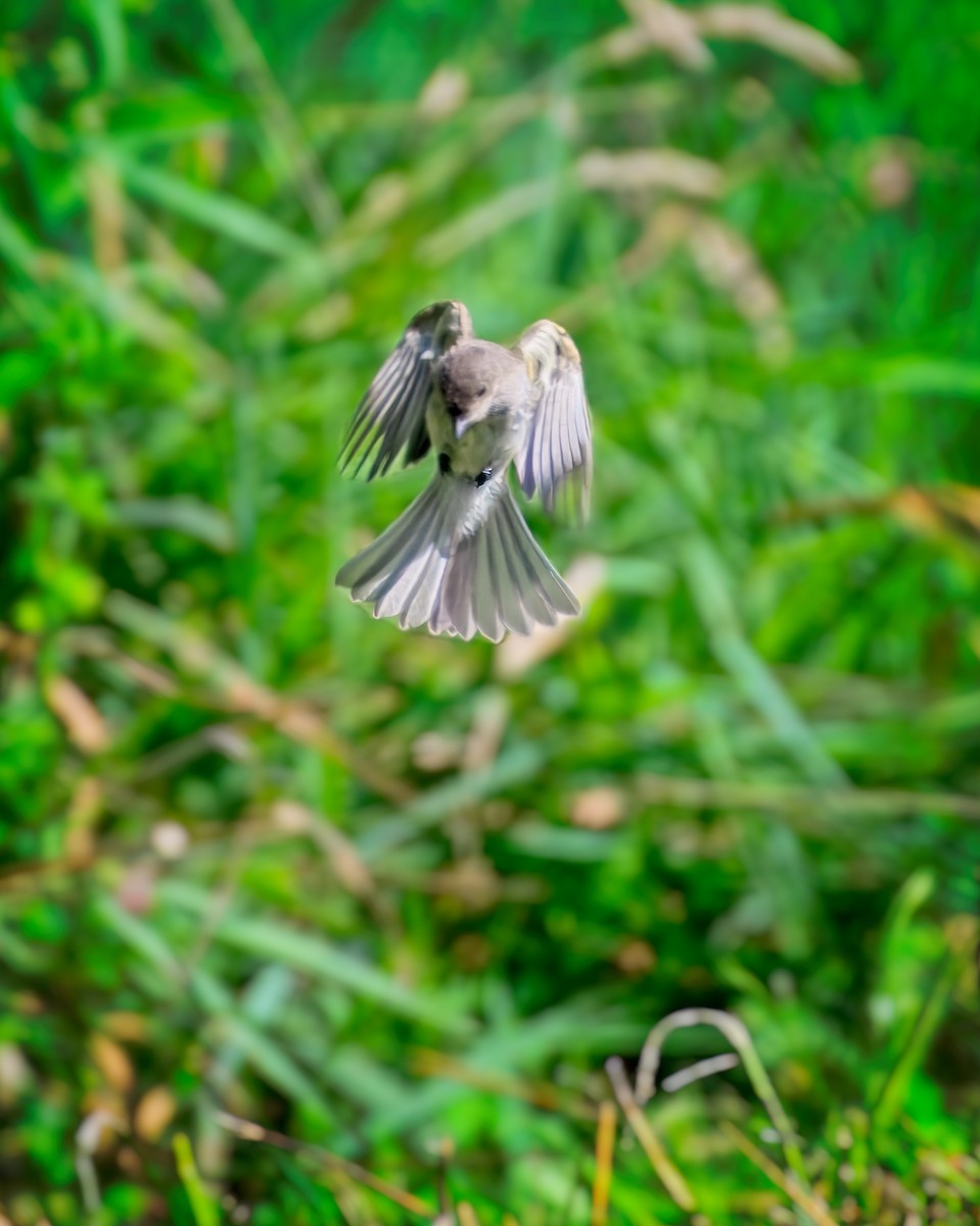 Eastern Wood-Pewee - ML622405082