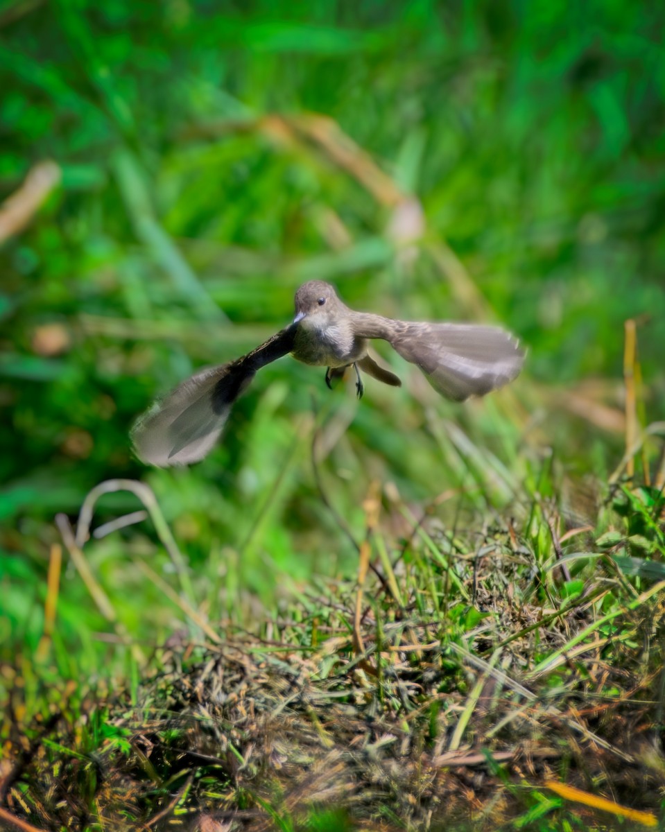 Eastern Wood-Pewee - ML622405083