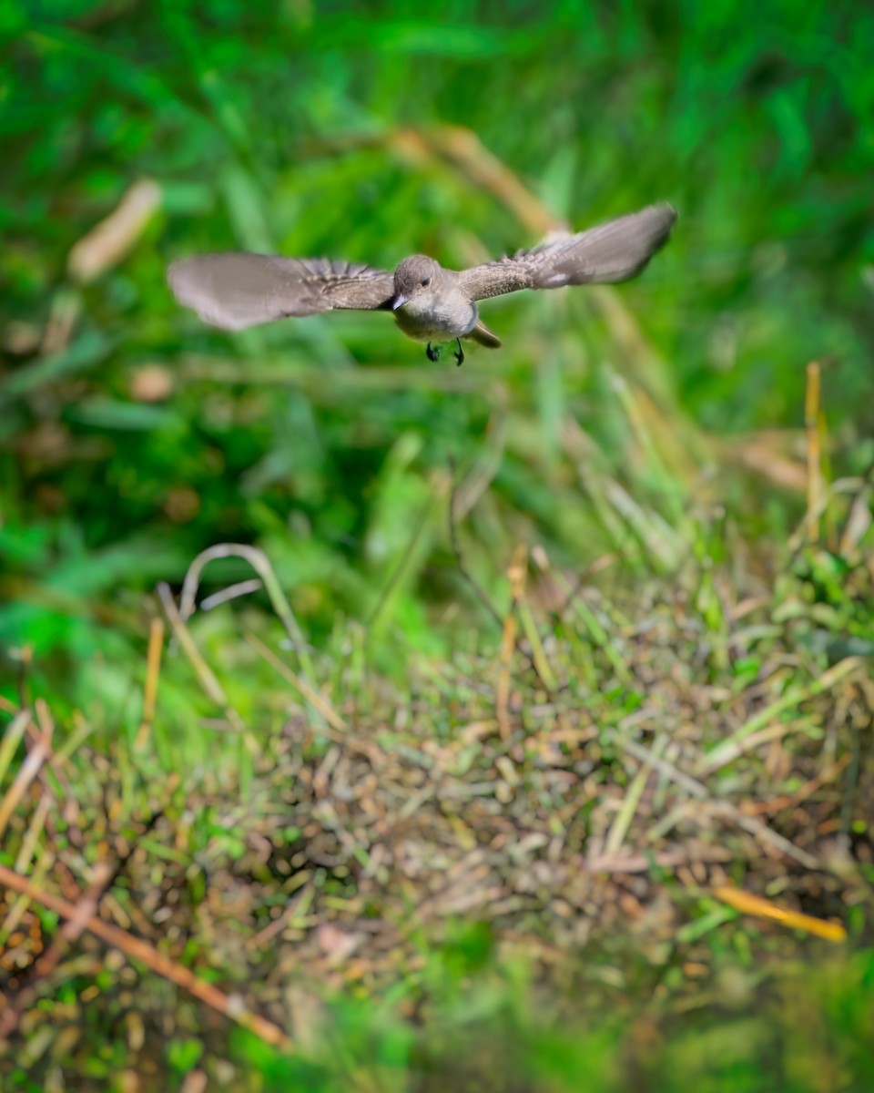 Eastern Wood-Pewee - ML622405084