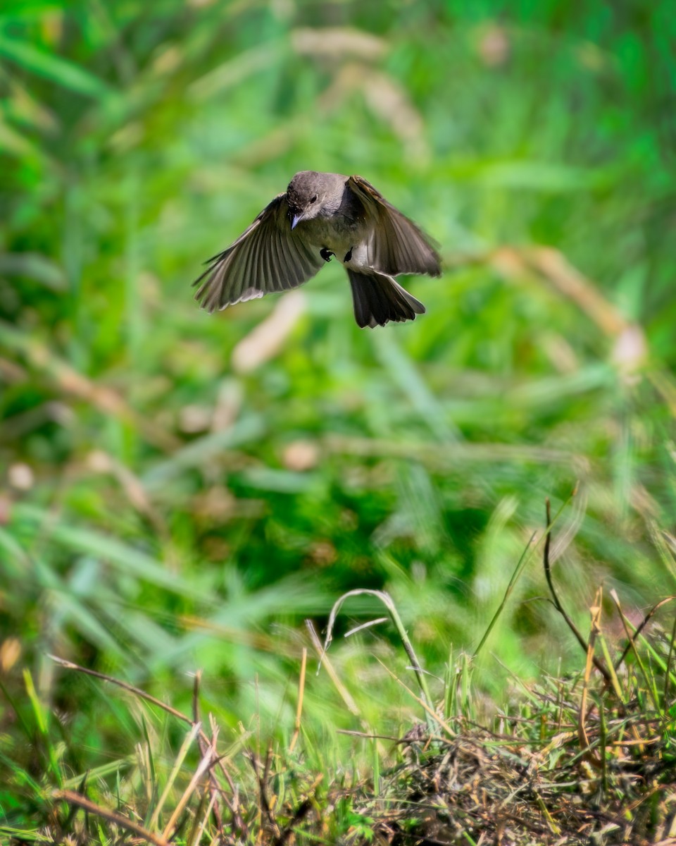 Eastern Wood-Pewee - ML622405086