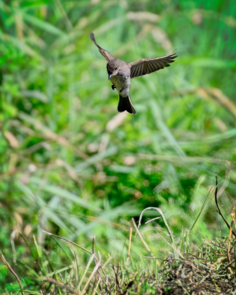 Eastern Wood-Pewee - Jeffrey Greene