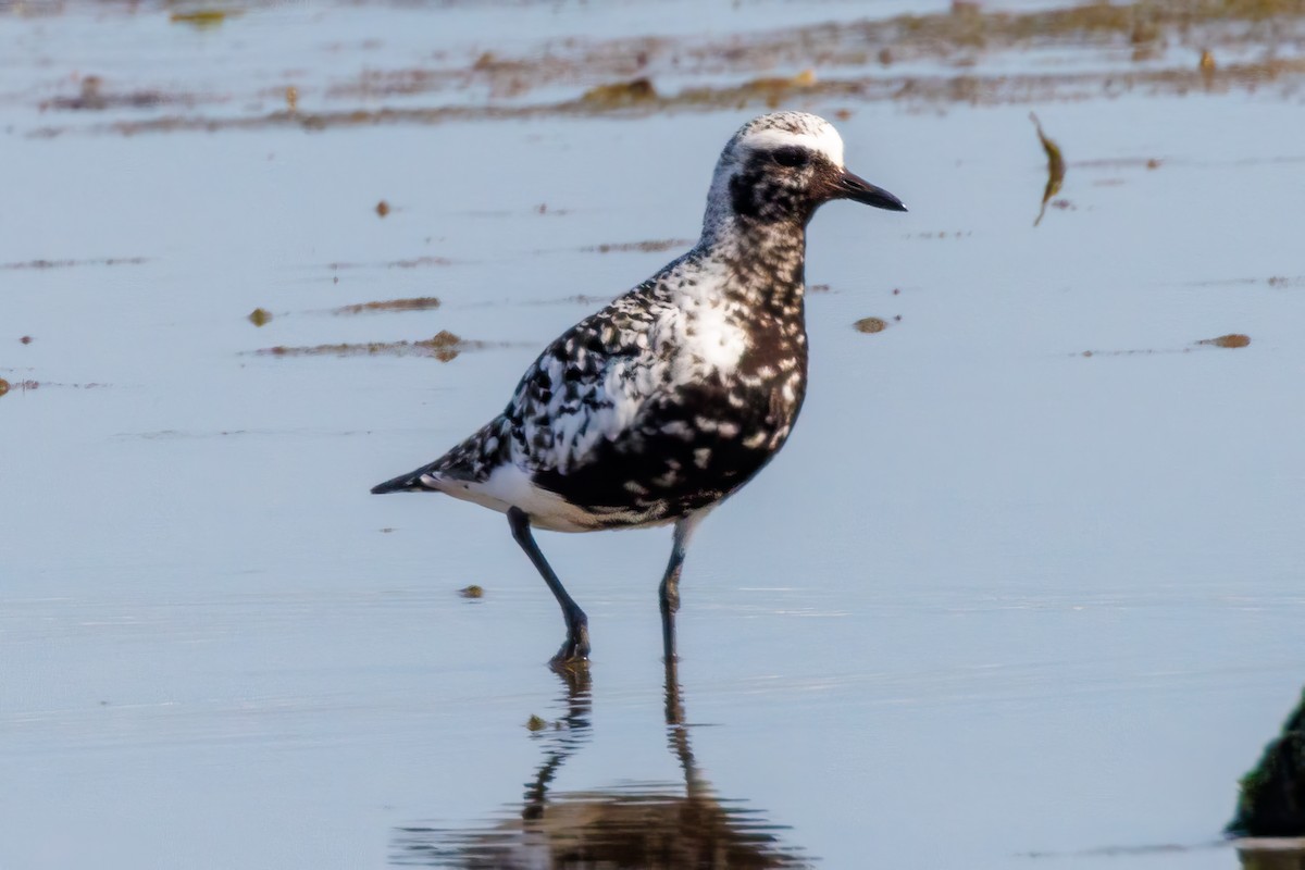 Black-bellied Plover - ML622405099
