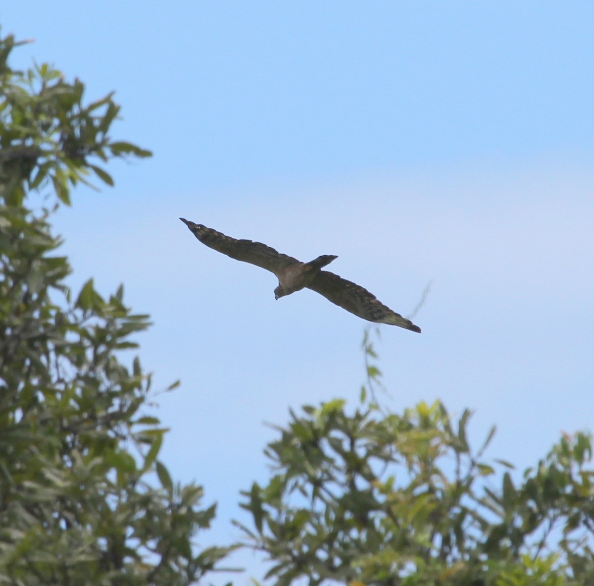 Oriental Honey-buzzard (Northern) - ML62240511