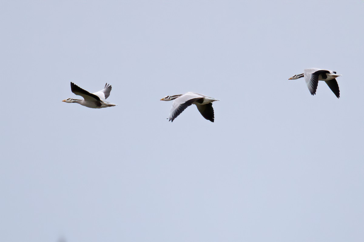 Bar-headed Goose - ML622405127