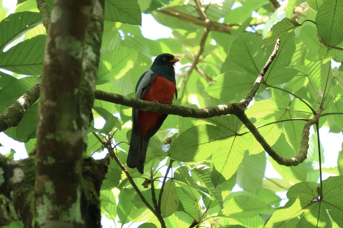 Lattice-tailed Trogon - ML622405159