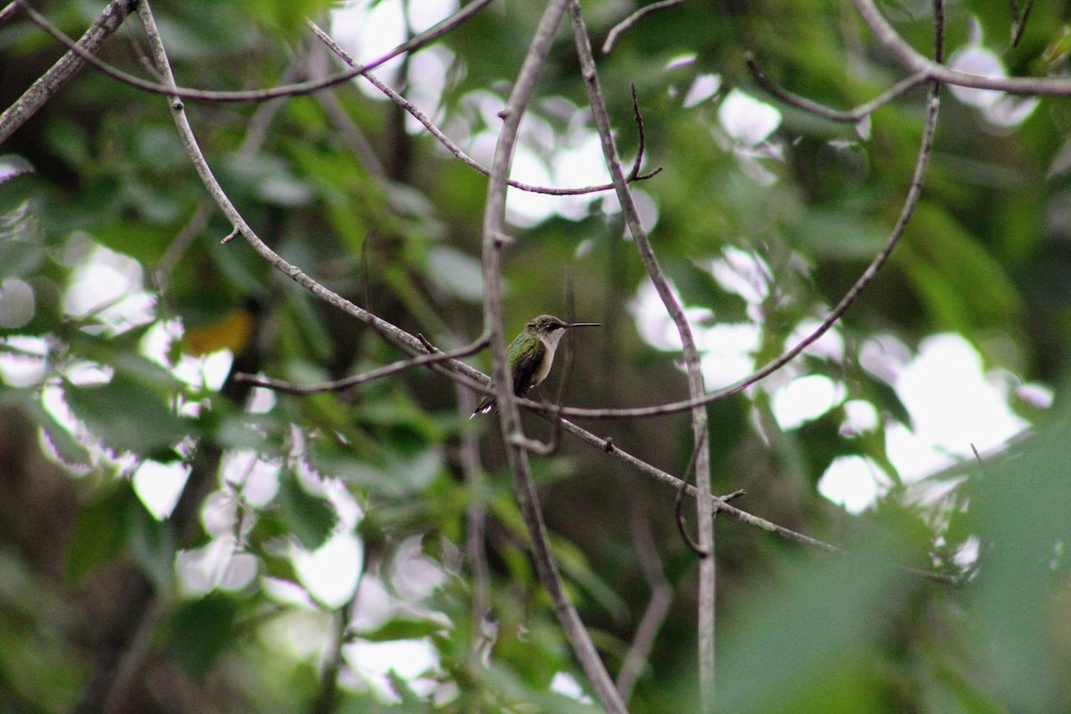 Ruby-throated Hummingbird - ML622405177