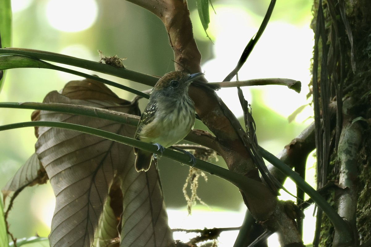 Streak-crowned Antvireo - ML622405182