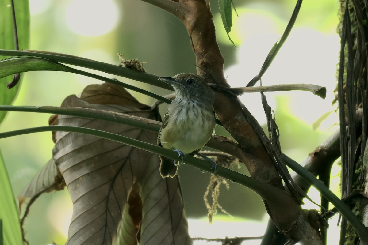 Streak-crowned Antvireo - ML622405187