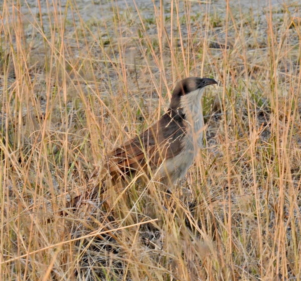 Coppery-tailed Coucal - ML622405225