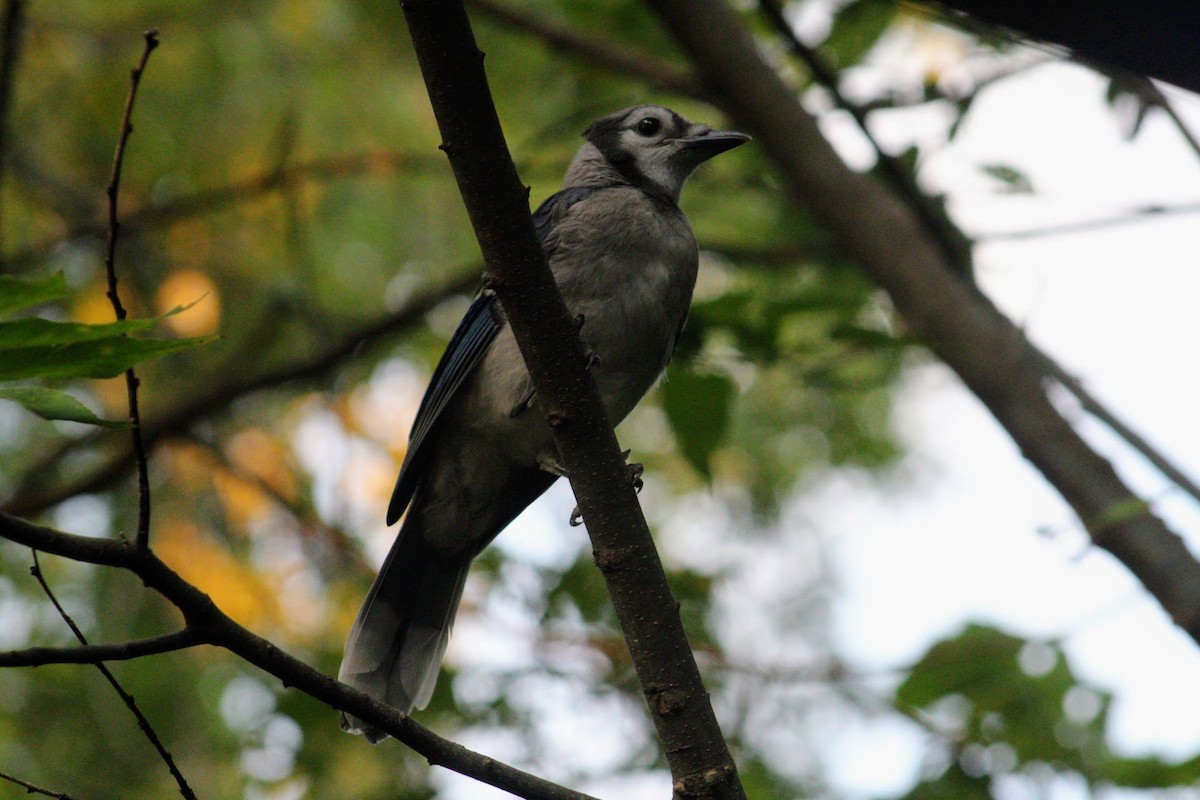 Blue Jay - ML622405364