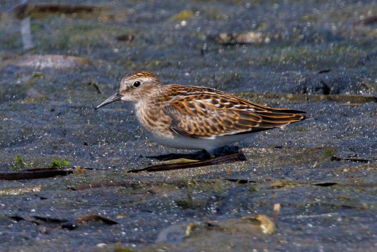Least Sandpiper - ML622405406