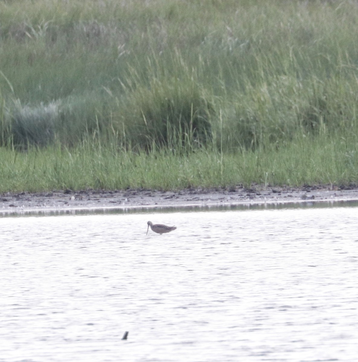 Marbled Godwit - ML622405509