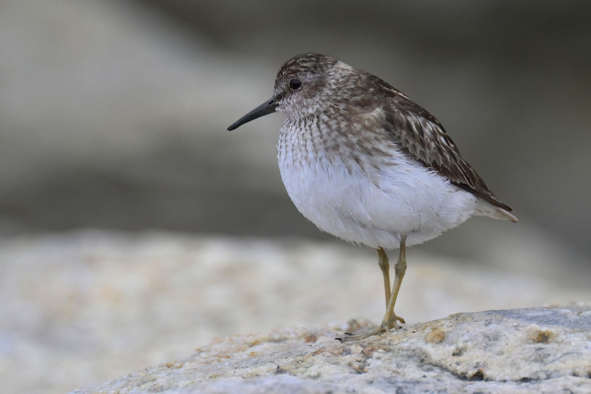 Least Sandpiper - ML622405547