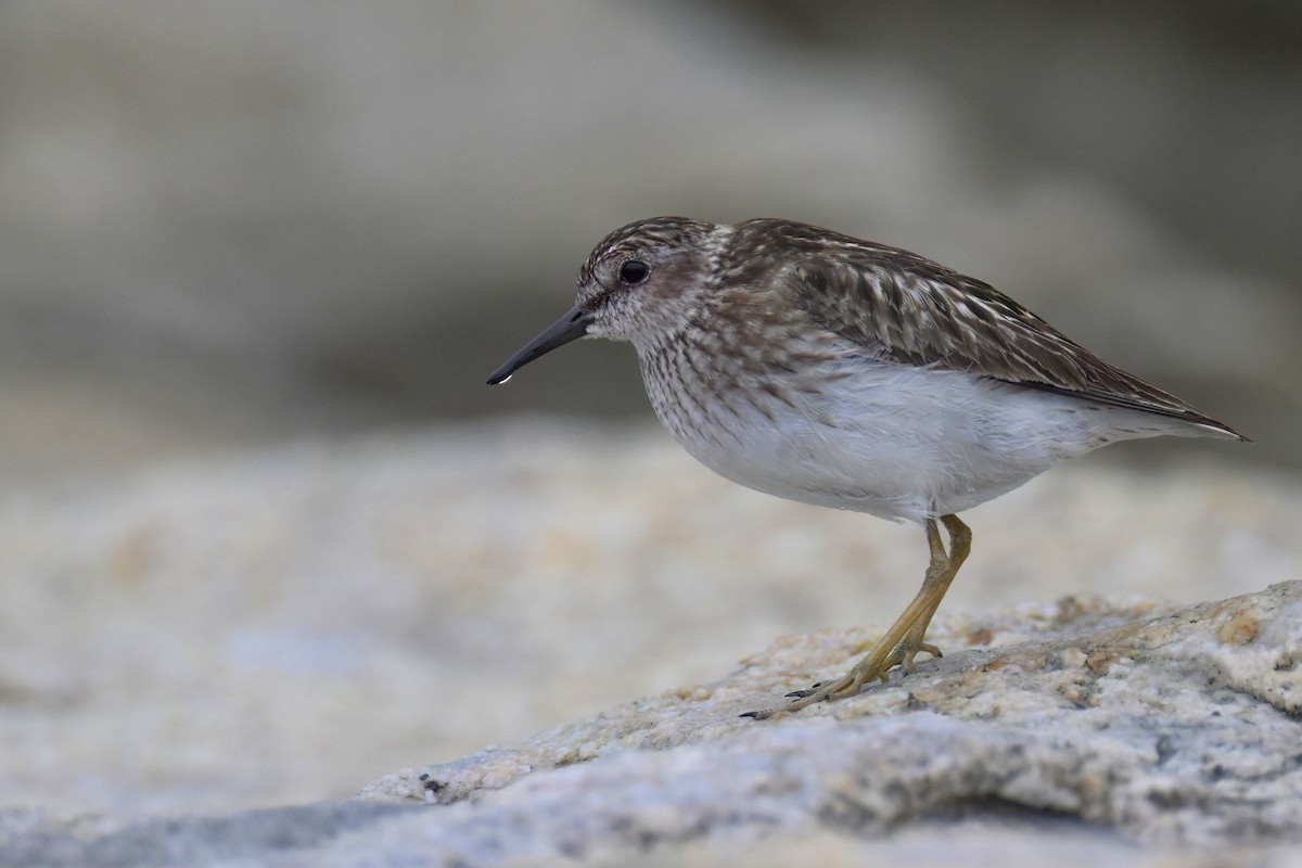 Least Sandpiper - ML622405548