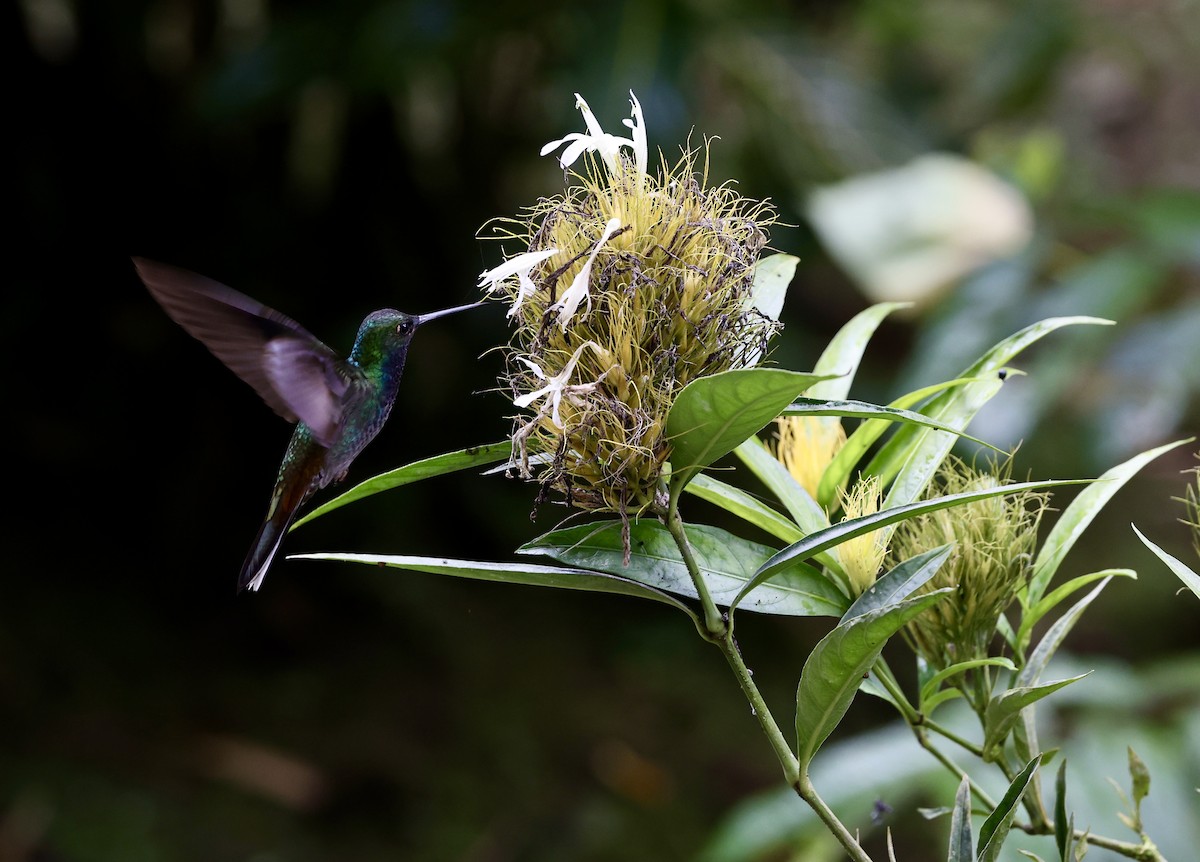 Колібрі іскристий (підвид cyanotus/crissalis) - ML622405610