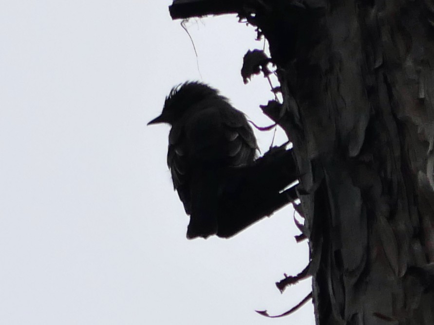 Eastern Wood-Pewee - ML622405622