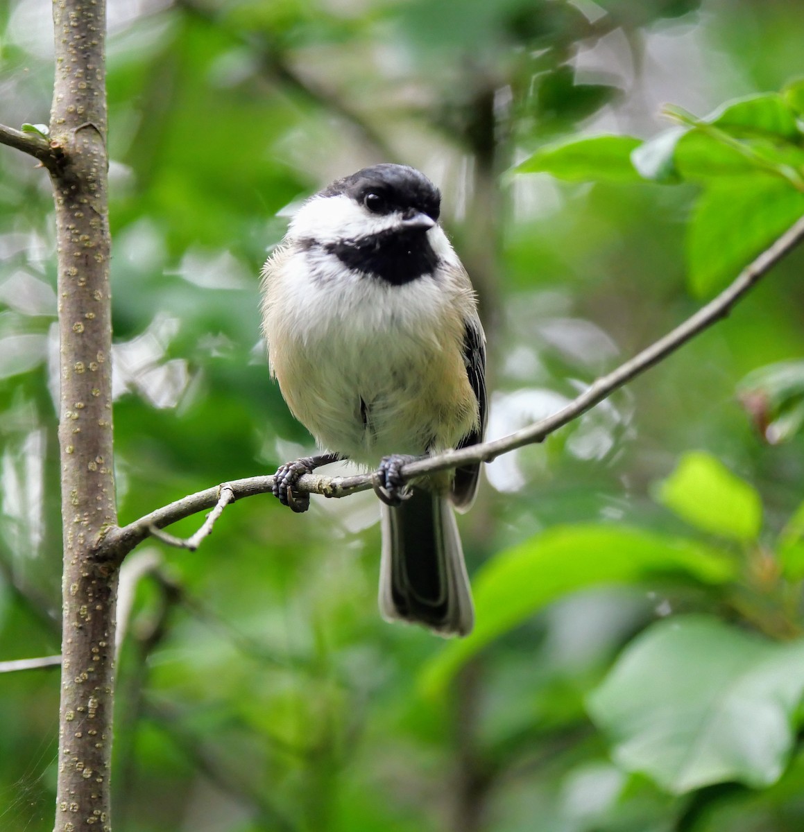 Black-capped Chickadee - ML622405645