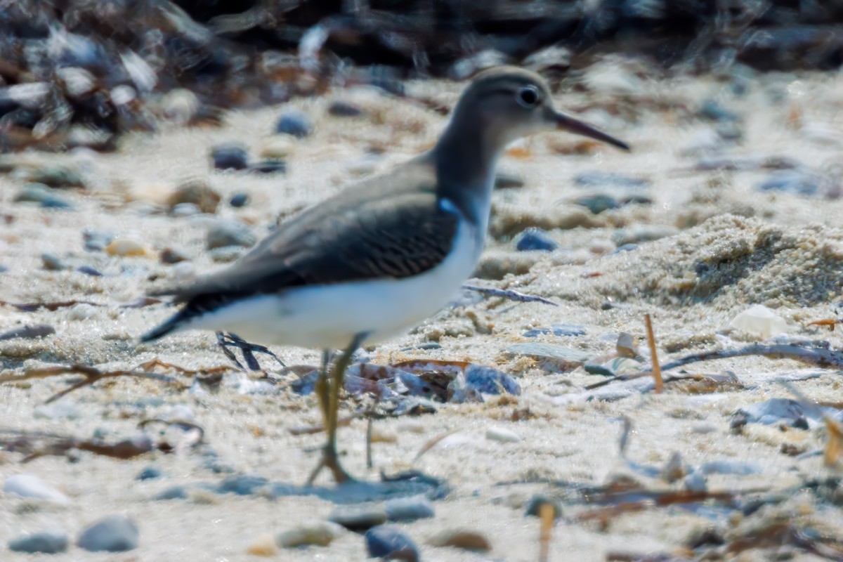 Spotted Sandpiper - ML622405658