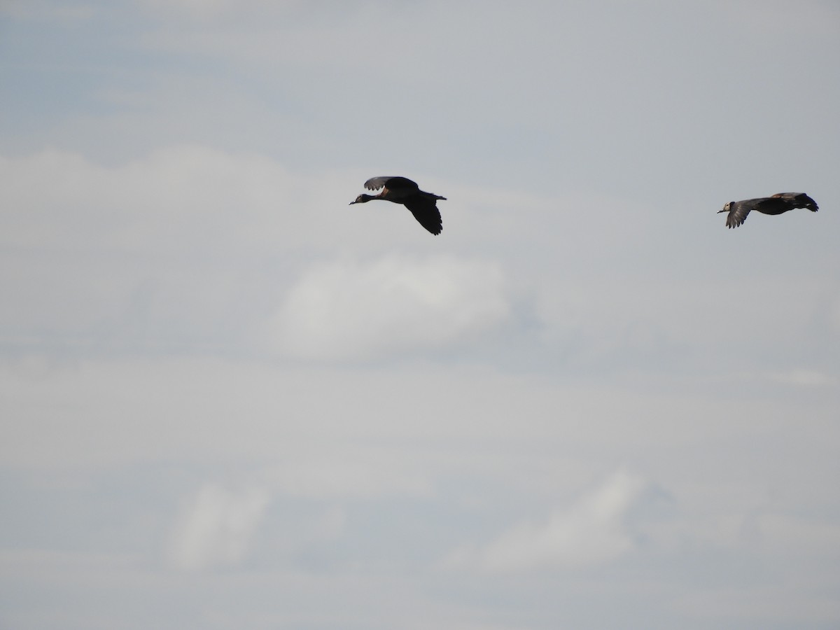 White-faced Whistling-Duck - ML622405659