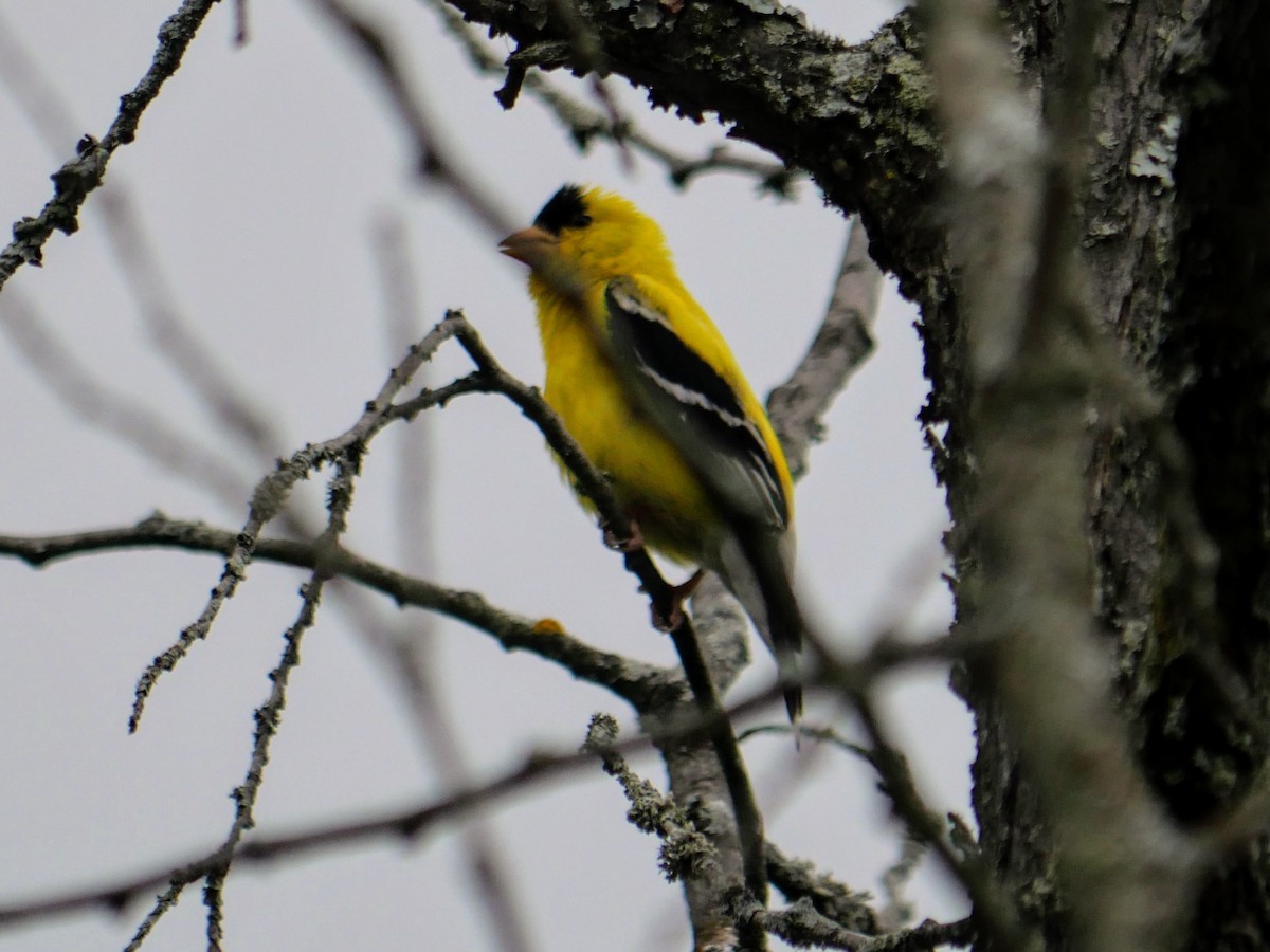 American Goldfinch - ML622405661