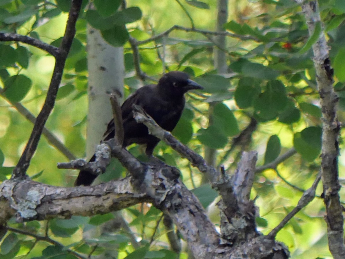 Common Grackle - ML622405662