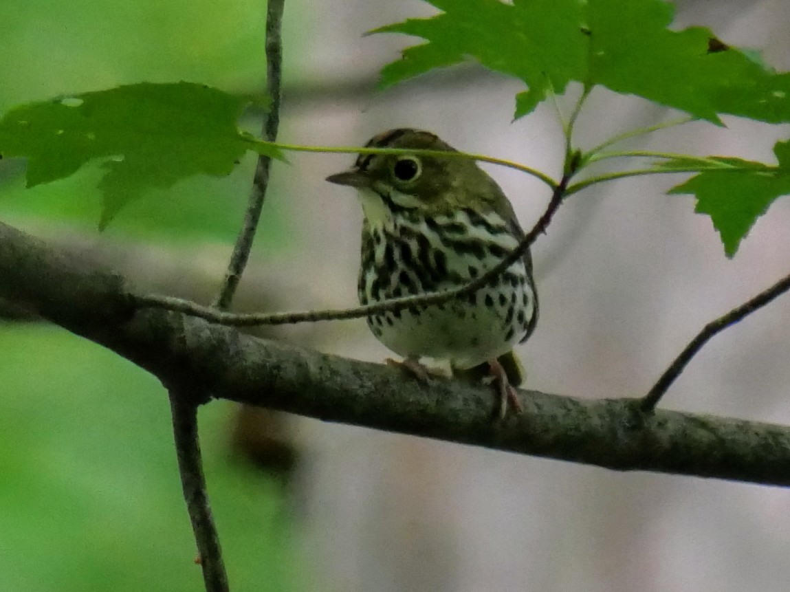 Ovenbird - ML622405667