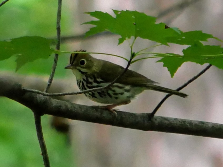 Ovenbird - Cécile Charlton