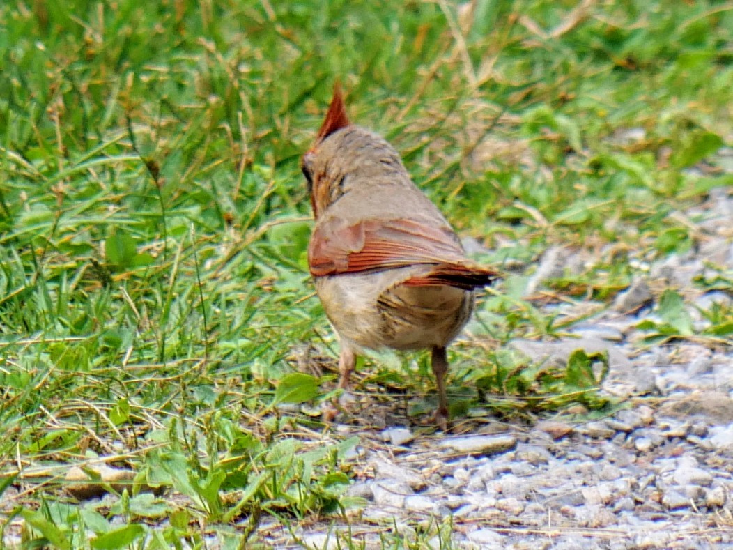 Northern Cardinal - ML622405678