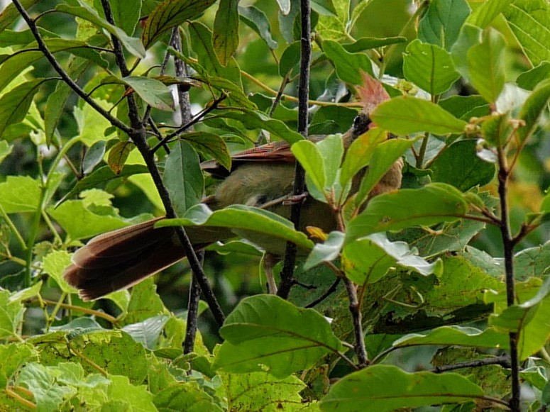 Northern Cardinal - ML622405679