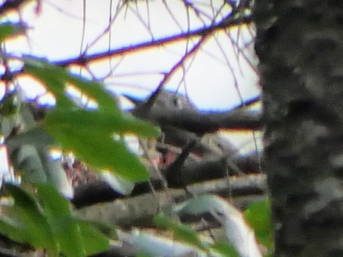 White-breasted Nuthatch - ML622405689