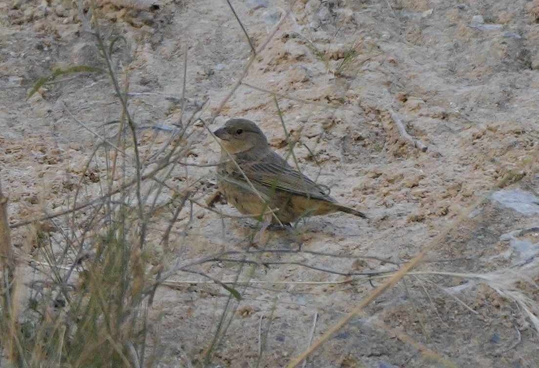 Greenish Yellow-Finch - ML622405705