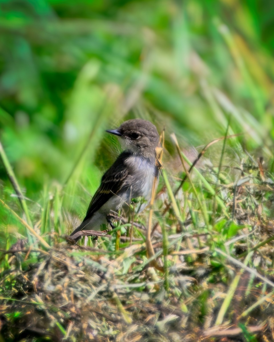 Eastern Wood-Pewee - ML622405706