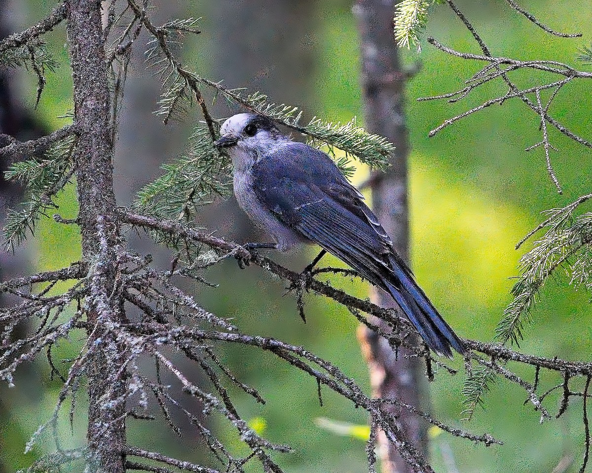 Canada Jay - Frank Letniowski