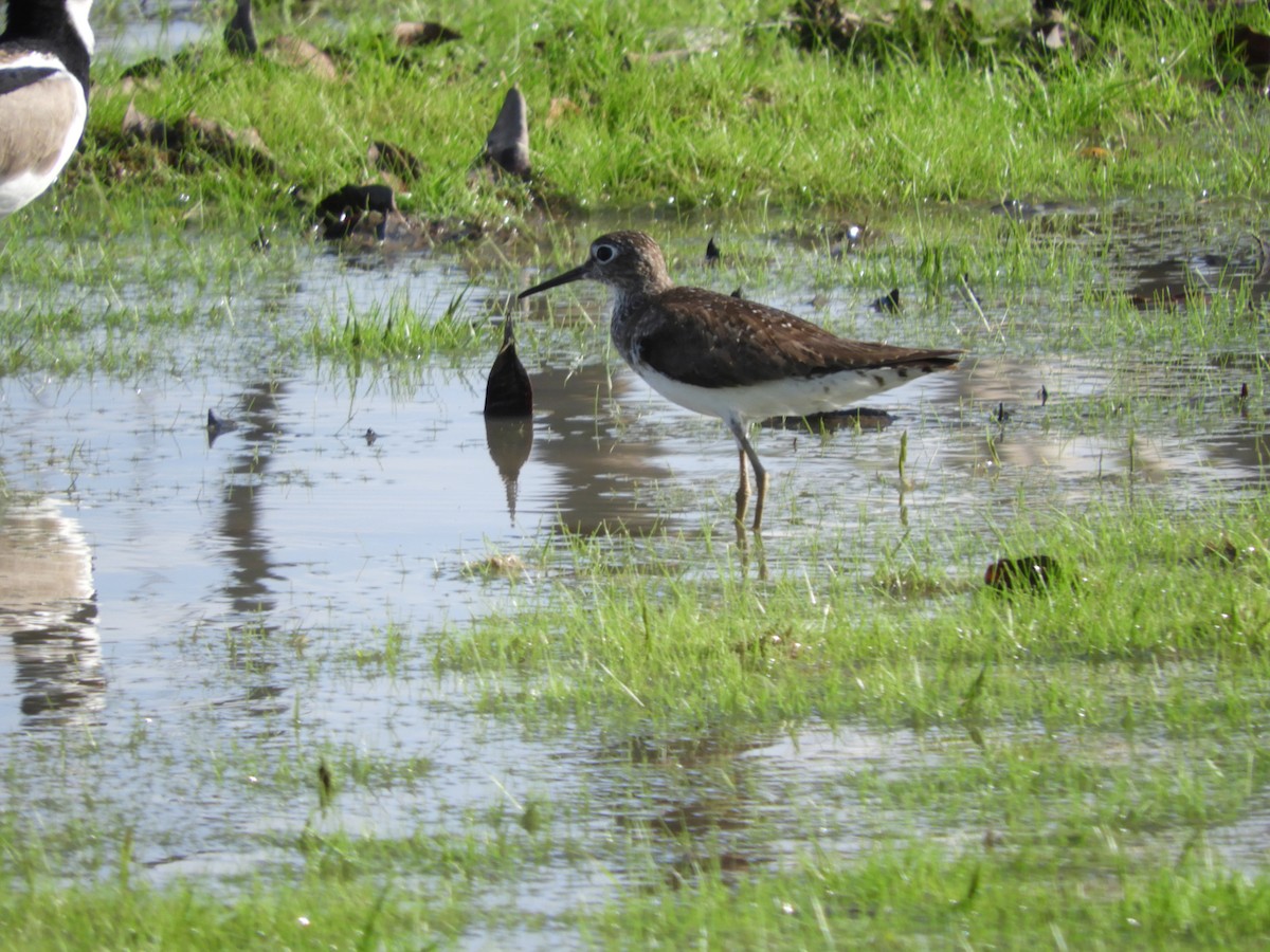 Solitary Sandpiper - ML622405756