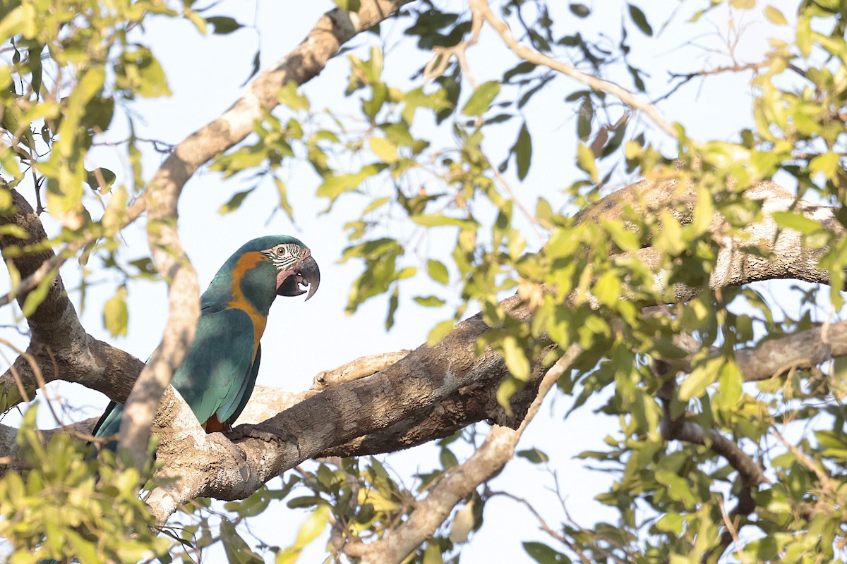 Blue-throated Macaw - ML622405777