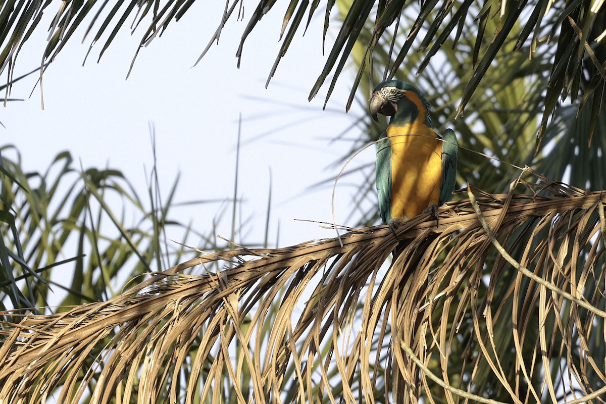 Blue-throated Macaw - ML622405778