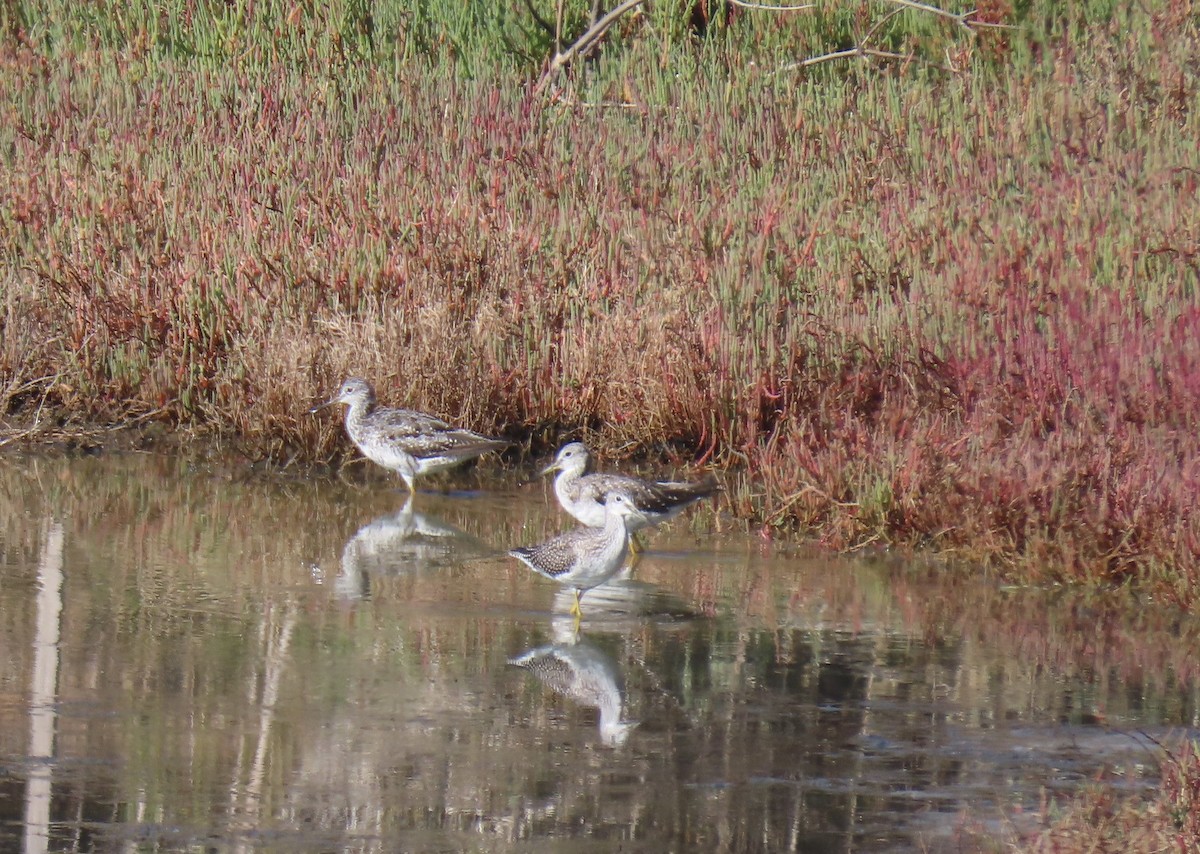 Greater Yellowlegs - ML622405780