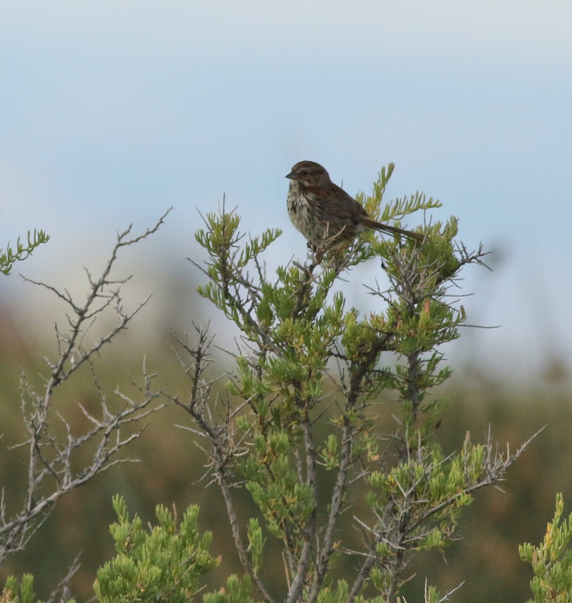 Song Sparrow - ML622405820