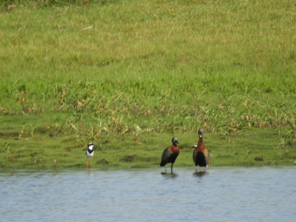 White-faced Whistling-Duck - ML622405830