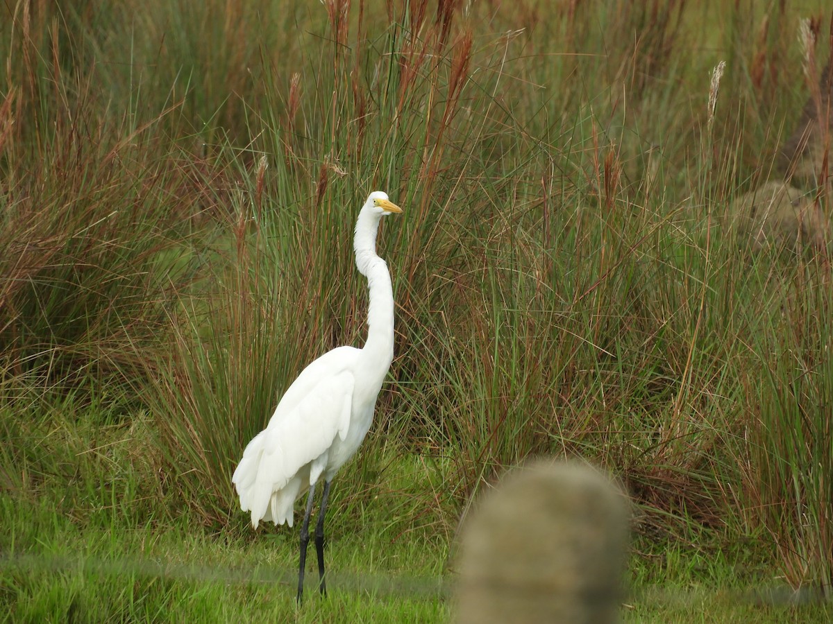 Great Egret - ML622405853