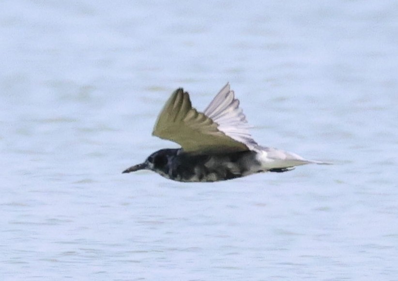 Black Tern - ML622405860