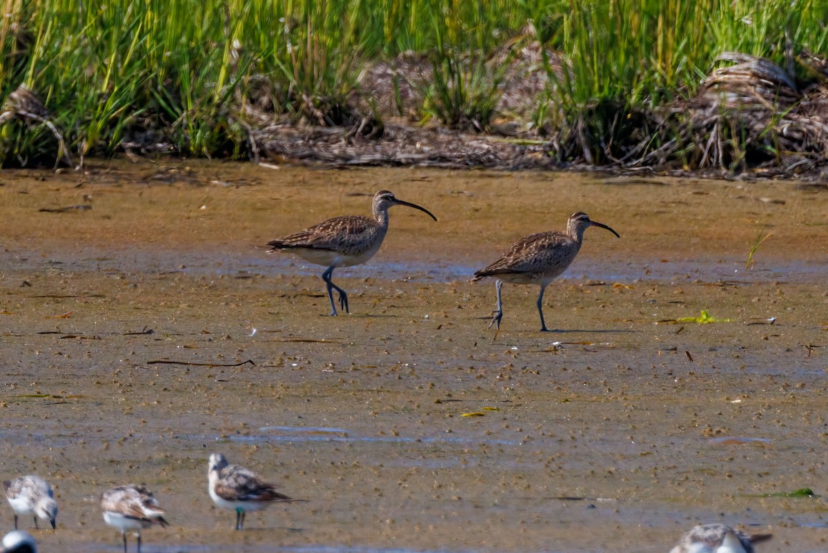 Hudsonian Whimbrel - ML622405865