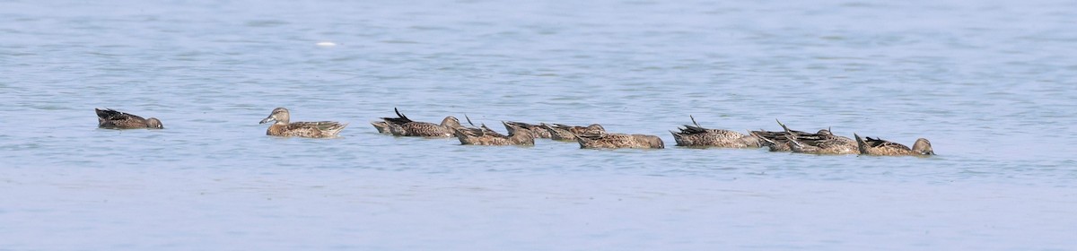 Blue-winged Teal - ML622405873