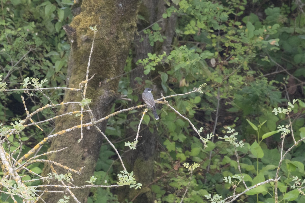 Eastern Kingbird - ML622405876