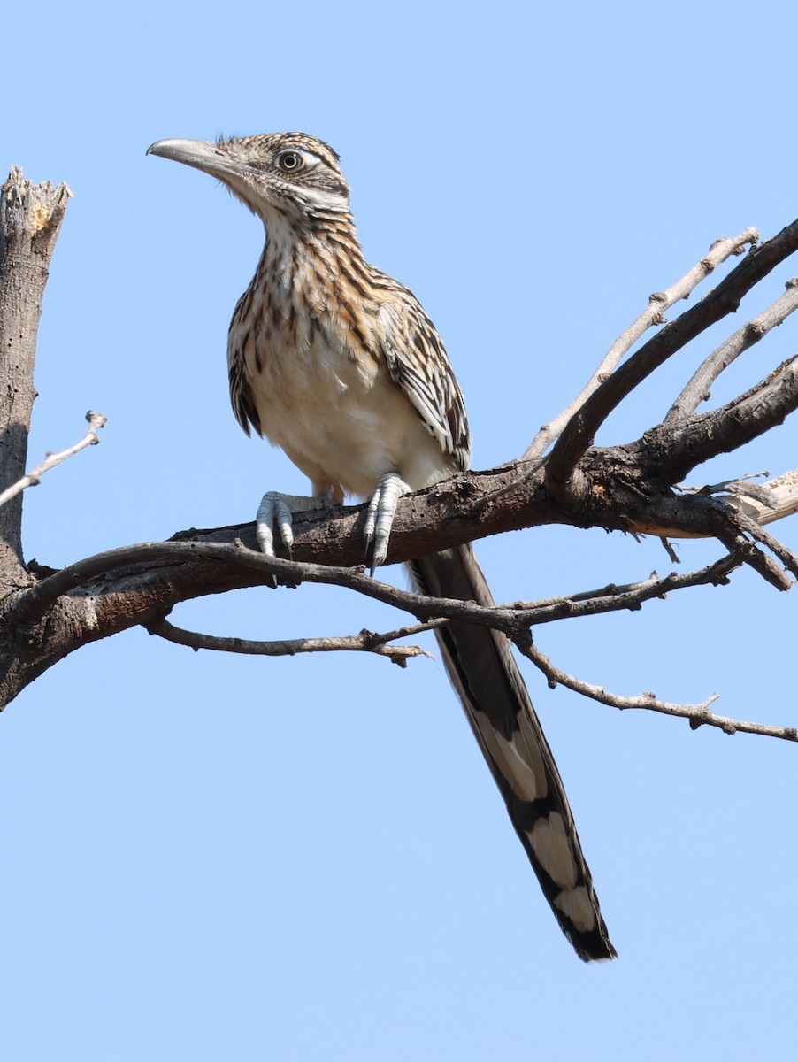 Greater Roadrunner - ML622405882