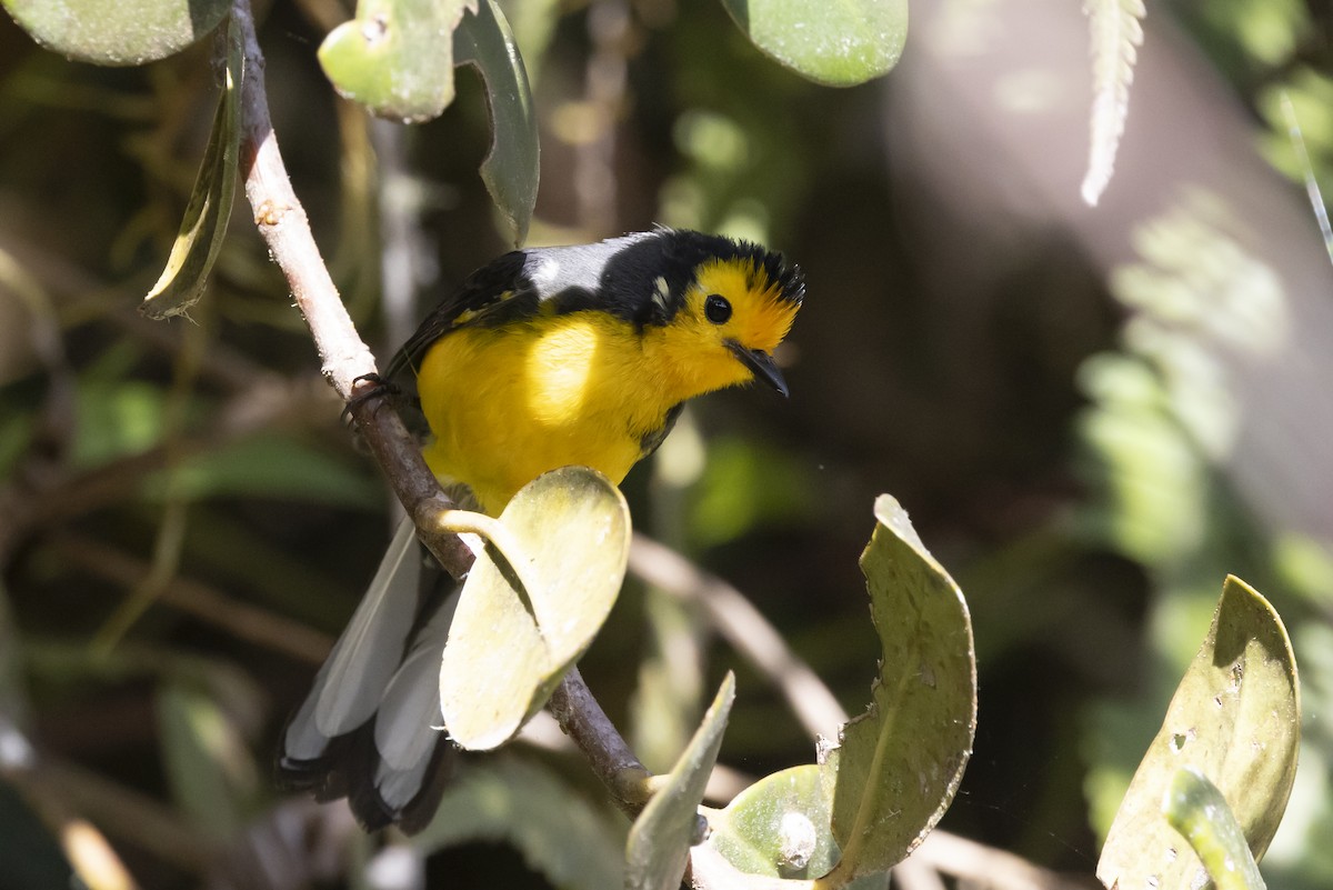 Golden-fronted Redstart - ML622405884