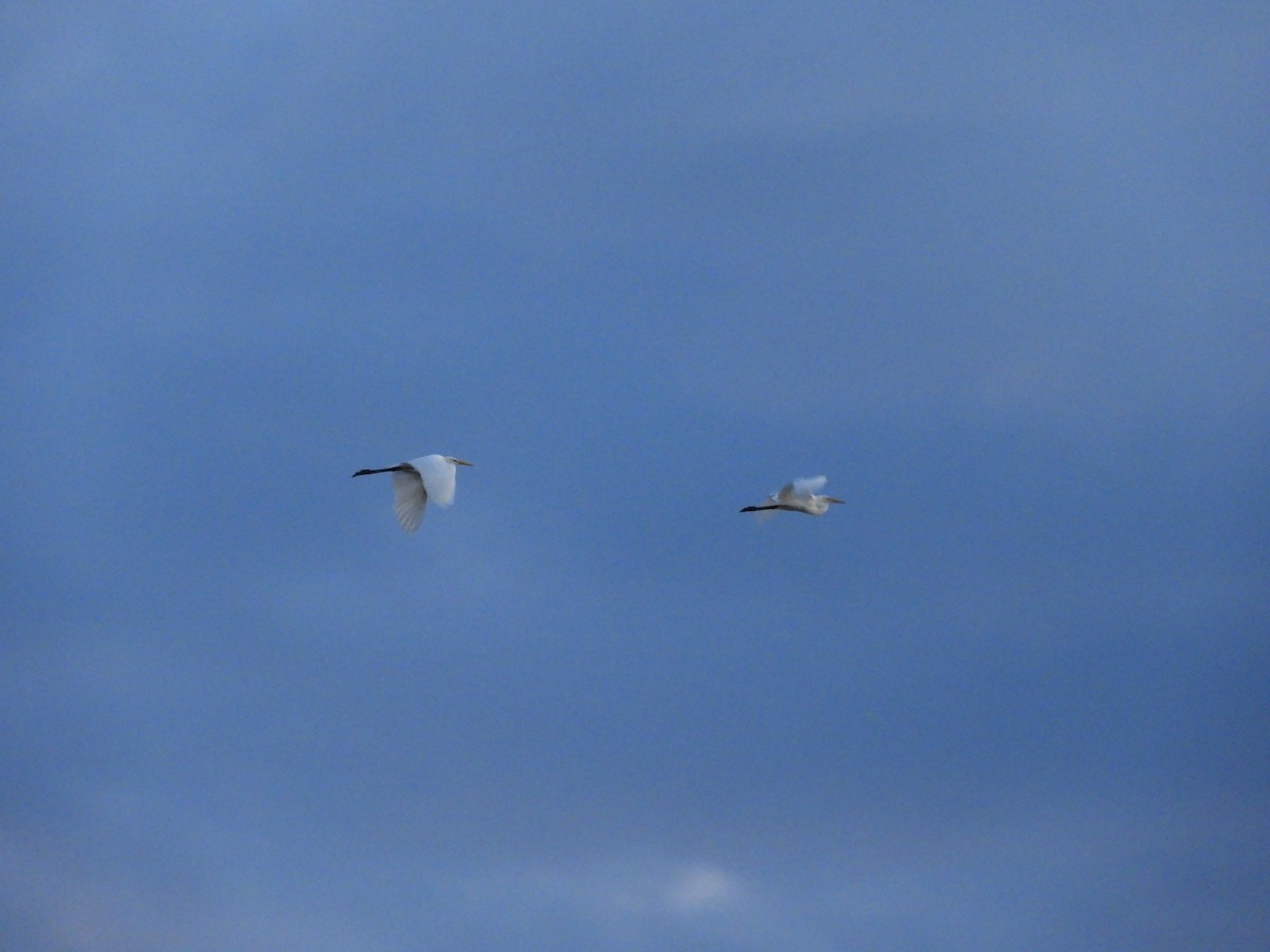 Great Egret - ML622405891