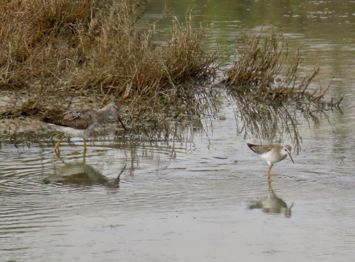 Lesser Yellowlegs - ML622405936