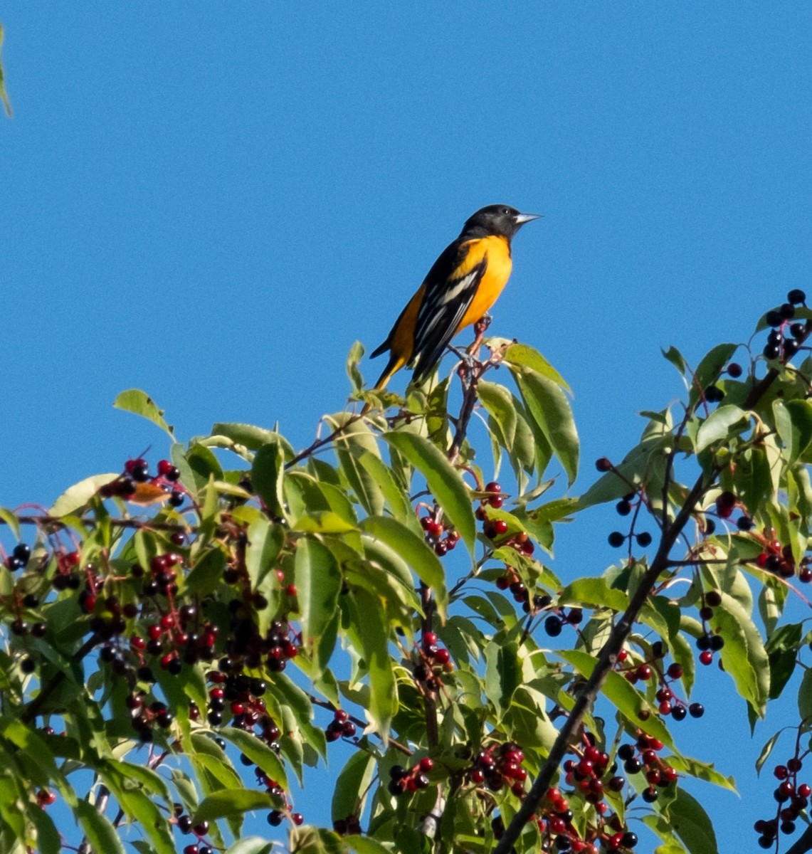 Baltimore Oriole - ML622405939