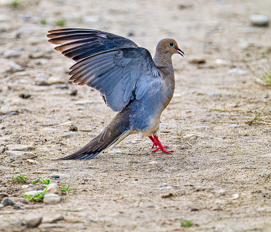 Mourning Dove - ML622405959
